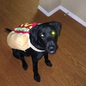 Hot dog costume for medium sized dogs